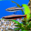 Golden Pencilfish ‘Red’