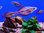 Goyder River Rainbowfish